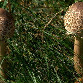 Bedľa vysoká(Macrolepiota procera)