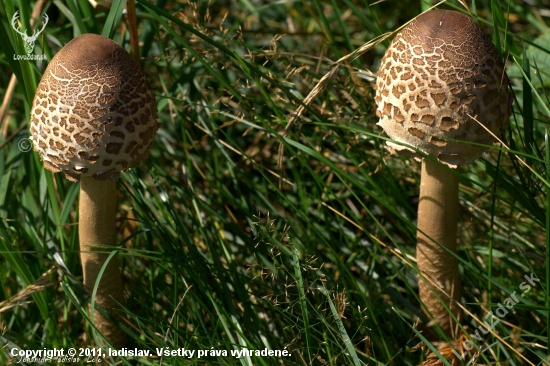 Bedľa vysoká(Macrolepiota procera)