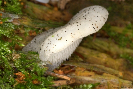 Pseudohydnum gelatinosum