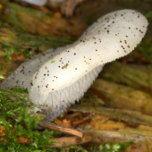 Pseudohydnum gelatinosum