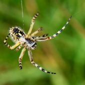 Spiďo