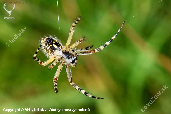 Spiďo
