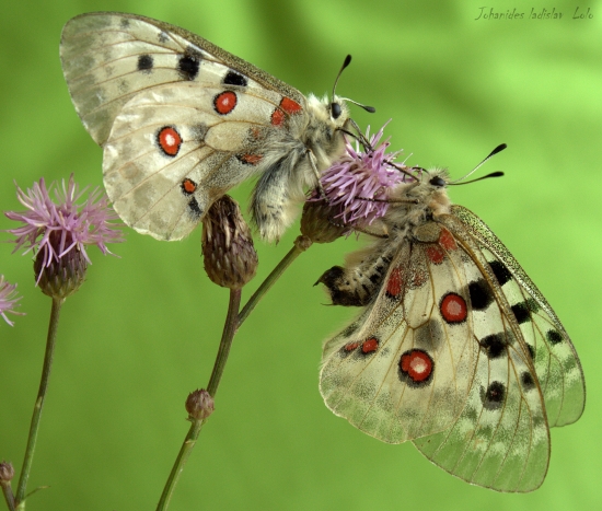 Pár Parnassius apollo