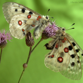 Pár Parnassius apollo