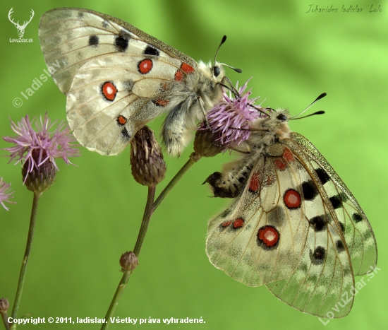 Pár Parnassius apollo