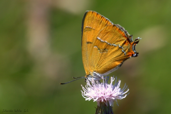 Ostrôžkar brezový(Thecla betulae-samička)