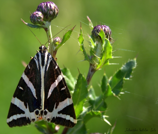 Spriadač kostihojový(Euphlagia quadripunctaria