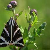 Spriadač kostihojový(Euphlagia quadripunctaria