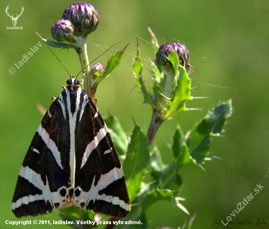 Spriadač kostihojový(Euphlagia quadripunctaria
