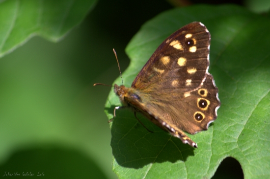 Očkáň pýrový(Pararge aegeria)