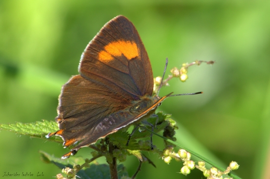 Ostrôžkár brezový-samička