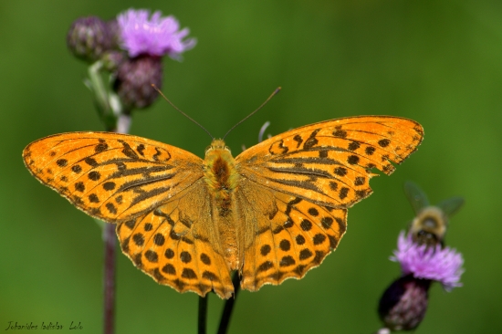 Perlovec striebristopasavý(Argynnis paphia-samec)