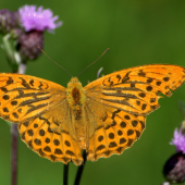 Perlovec striebristopasavý(Argynnis paphia-samec)