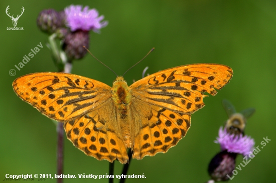 Perlovec striebristopasavý(Argynnis paphia-samec)
