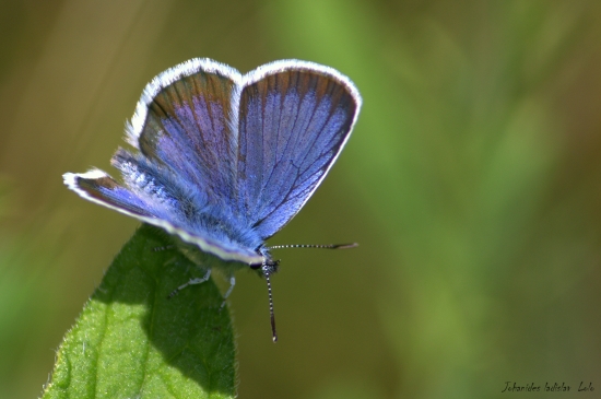 Plebeius argus(modráčik čiernoobrúbený)