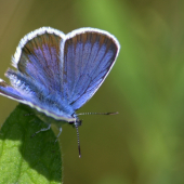 Plebeius argus(modráčik čiernoobrúbený)