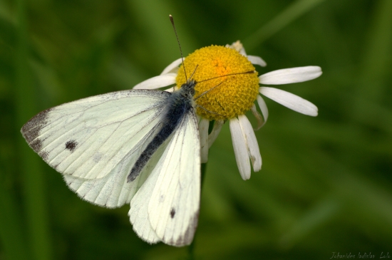 Pieris rapae(Mlynárik repový)