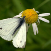Pieris rapae(Mlynárik repový)