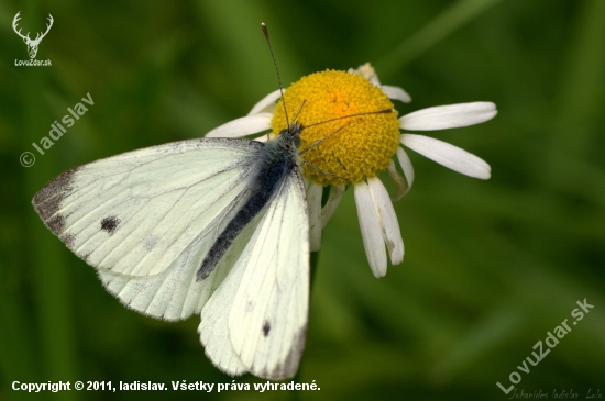 Pieris rapae(Mlynárik repový)