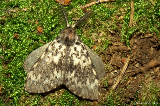 Lymantria monacha(mníška obyčajná)