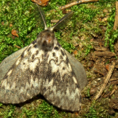 Lymantria monacha(mníška obyčajná)