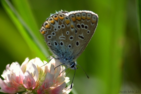 Modráčik obyčajný(Polyommantus icarus-samička)
