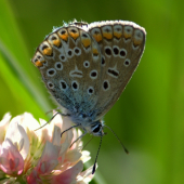 Modráčik obyčajný(Polyommantus icarus-samička)