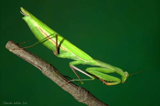 Modlivka zelená(Mantis religiosa)