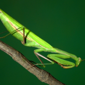 Modlivka zelená(Mantis religiosa)