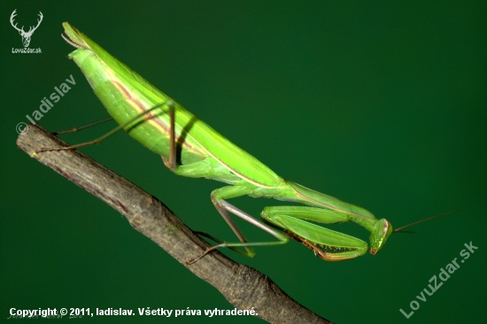 Modlivka zelená(Mantis religiosa)