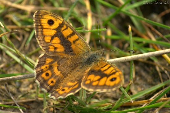 Očkáň múrový(Lasiommata megera)