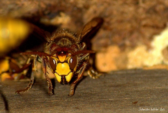 Sršeň obyčajný-Vespa carbro