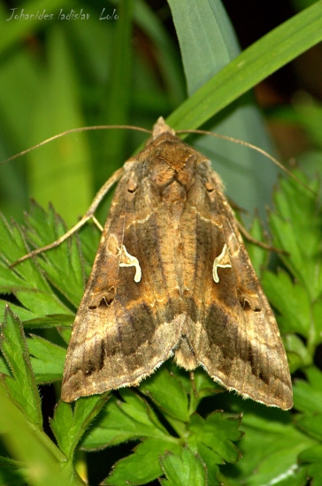 Mora gama(Autographa gamma)