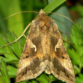 Mora gama(Autographa gamma)