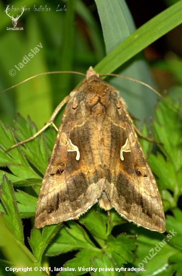 Mora gama(Autographa gamma)