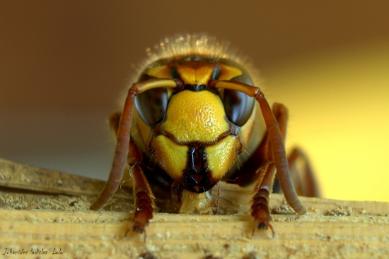 Sršeň obyčajný-Vespa carbro(Detil)