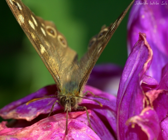 Pararge aegeria(očkáň pýrový)
