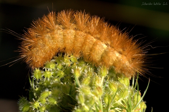 Phragmatobia fuliginosa(spriadač štiavcový)Húsenka