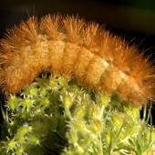 Phragmatobia fuliginosa(spriadač štiavcový)Húsenka
