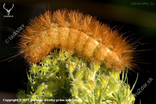 Phragmatobia fuliginosa(spriadač štiavcový)Húsenka