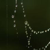 Gorálky na pavučine.