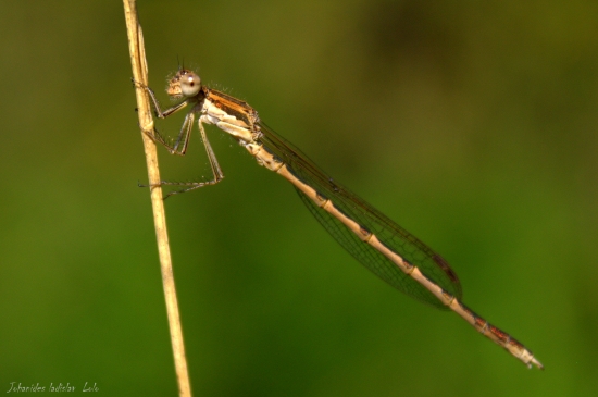 Šidielko obyčajné(Coenagrion puella)