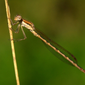 Šidielko obyčajné(Coenagrion puella)