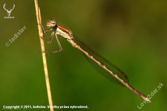Šidielko obyčajné(Coenagrion puella)