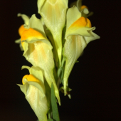 Linaria vulgaris(Pyštek obyčajný)