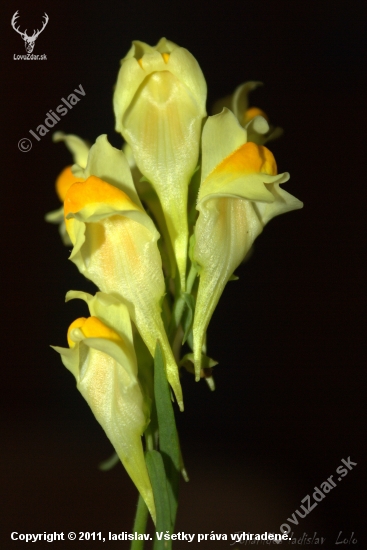 Linaria vulgaris(Pyštek obyčajný)