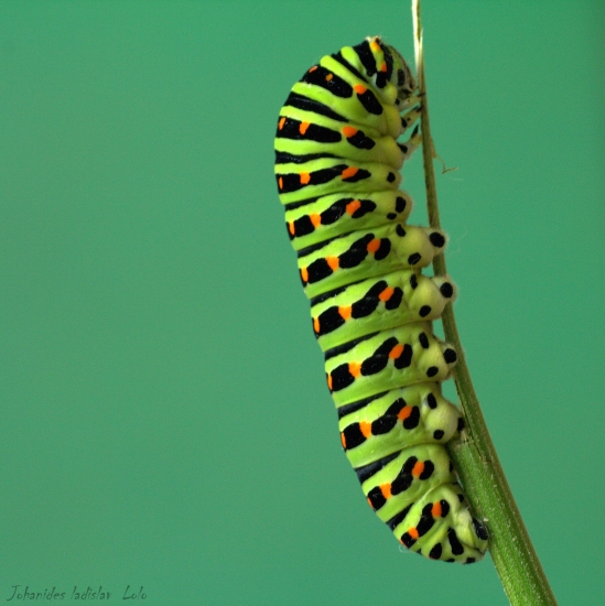 Papillio machaon(larva)