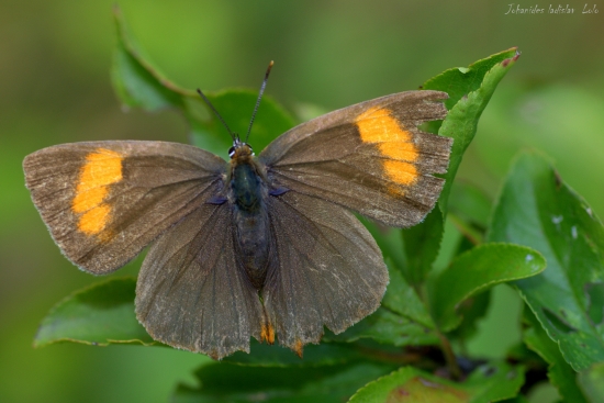 Ostrôžkár brezový-Thecla betulae(samička)