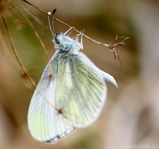 Leptidea sinapis(Druhá generácia)