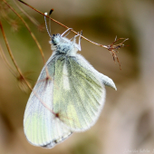 Leptidea sinapis(Druhá generácia)